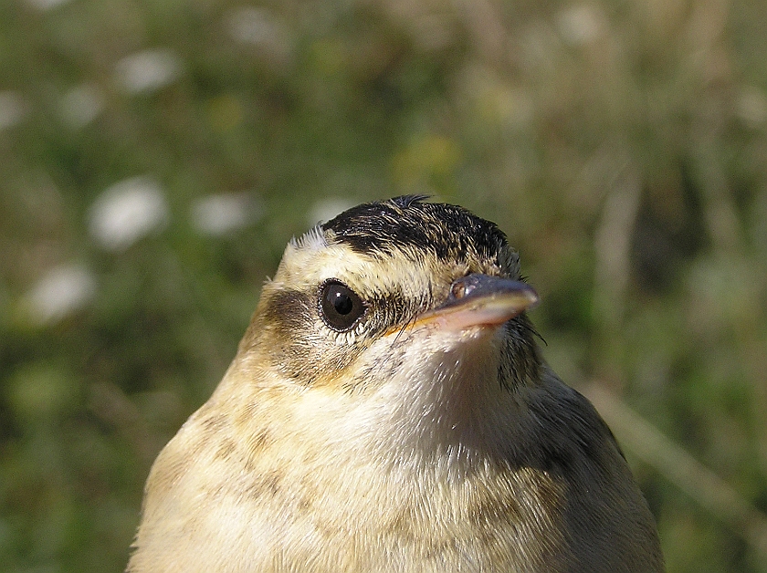 Sedge Warbler, Sundre 20080729